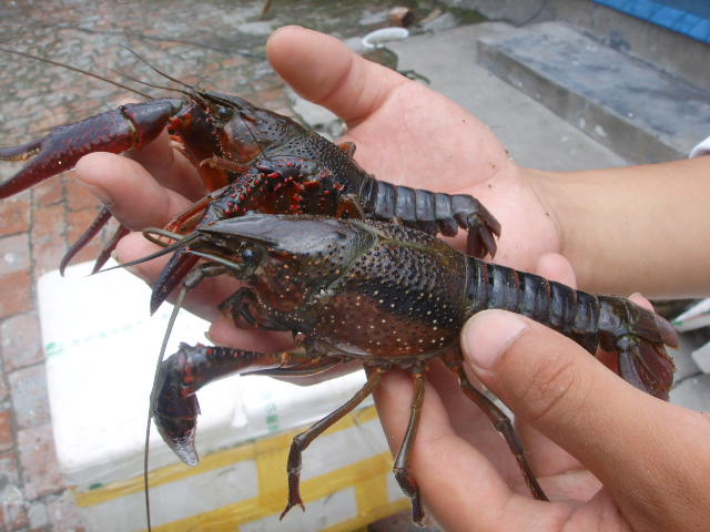 龍蝦苗，龍蝦養殖，龍蝦種苗，龍蝦苗供應