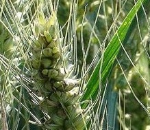 厂家价格供应优质香精香料食品添加剂小麦胚芽油