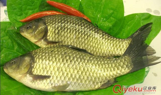 鯽魚