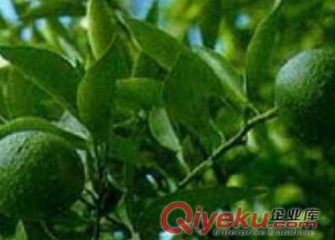 辛弗林