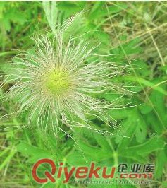 白頭翁提取物