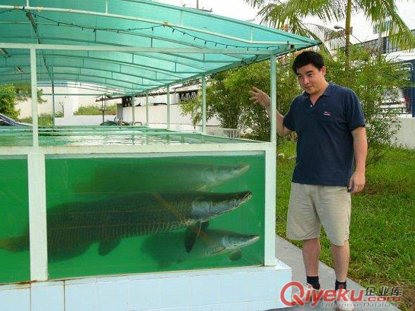 廣州魚池海鮮池 酒店海鮮池設計施工服務 水族耗材供應