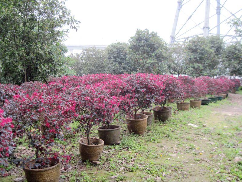 番禺紅繼木種植場