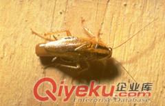 泰安滅蟑螂蟑螂毀了一家日本公司