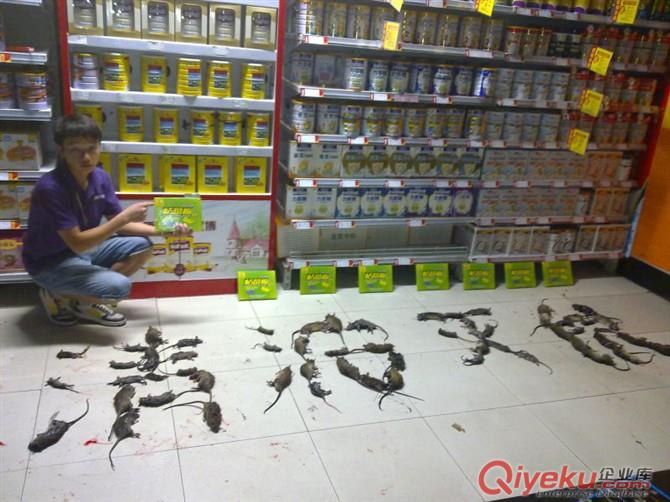 泰安滅老鼠家用捕鼠器操作