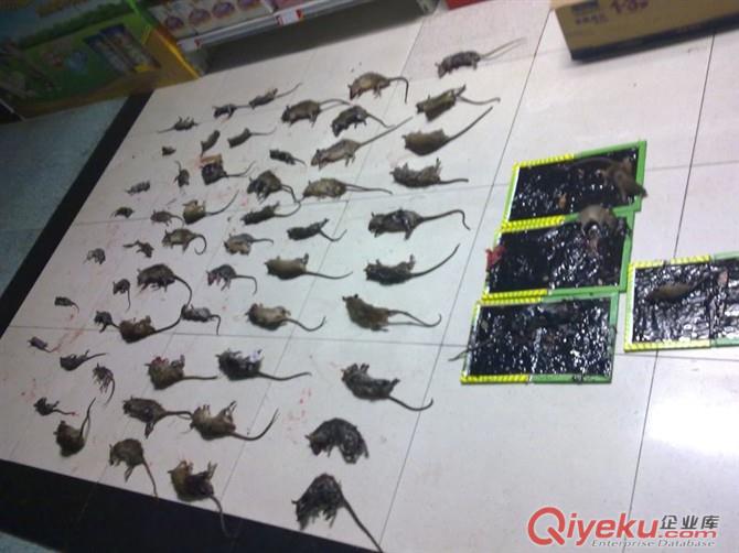 泰安滅老鼠蟑螂提醒出血熱疫情