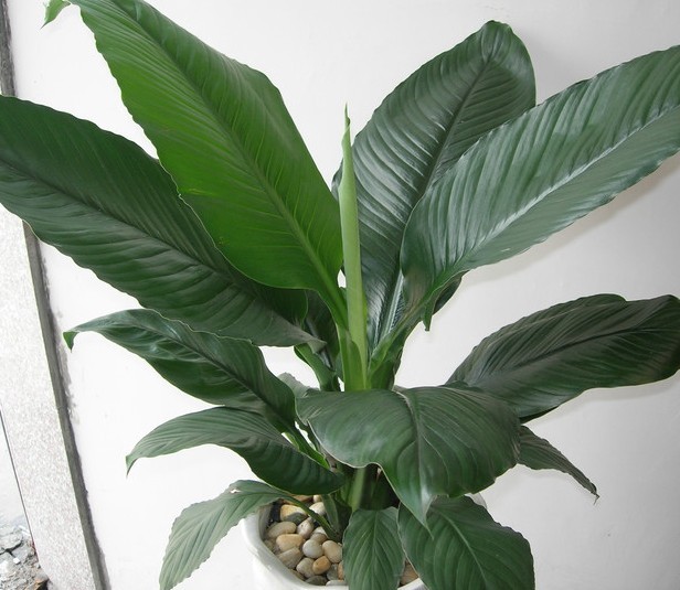 廣州陰生植物供應(yīng)商