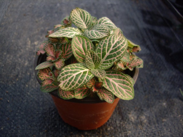 廣州觀葉植物種植場