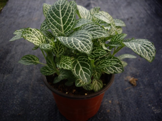 廣州觀葉植物種植場