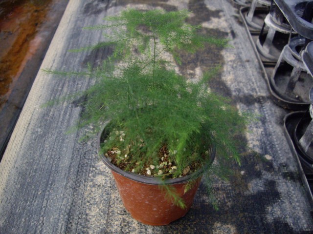 廣州觀葉植物種植場