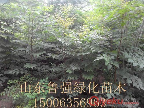 毛白楊 千頭椿 速生柳 垂柳 白蠟 五角楓