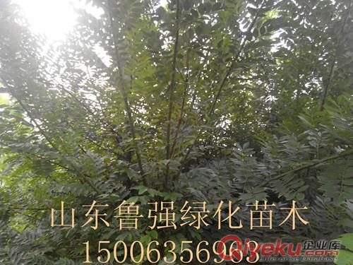 毛白楊 千頭椿 速生柳 垂柳 白蠟 五角楓