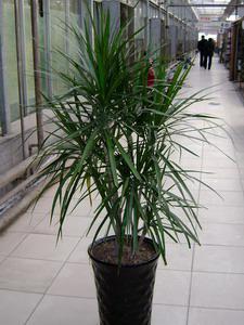 馬尾鐵