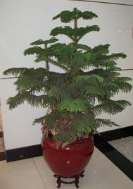馬尾鐵1