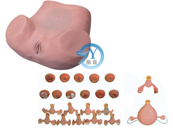 妇科助产检查训练模型模具