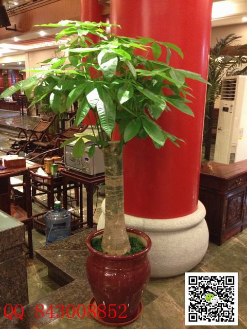 大盆金錢樹