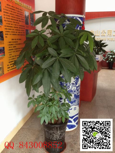 單桿發(fā)財(cái)樹(shù)