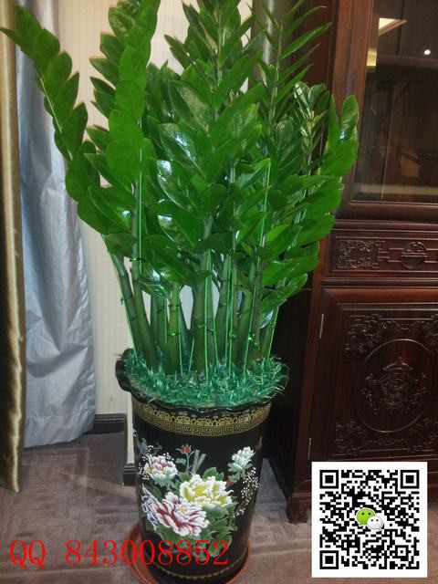 珍珠一帆風順