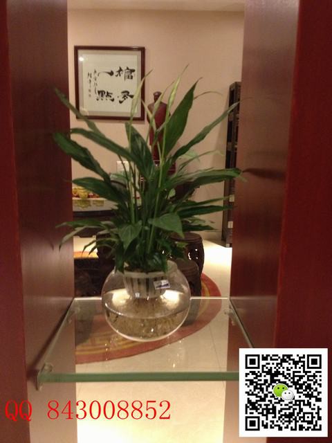 珍珠一帆風順