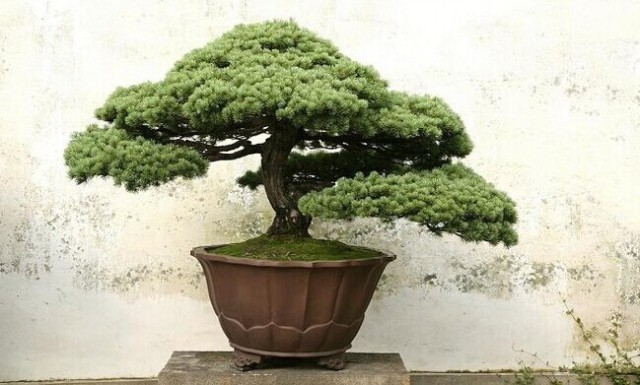 夏威夷竹