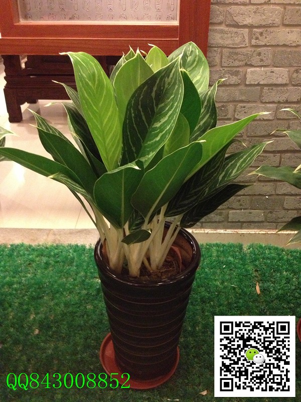 白馬王子