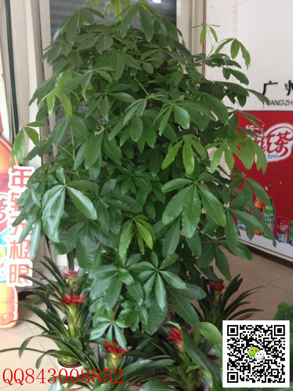 大發財樹