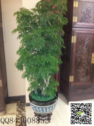 大福祿壽