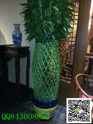 大富貴竹