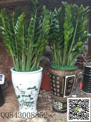 大金錢樹