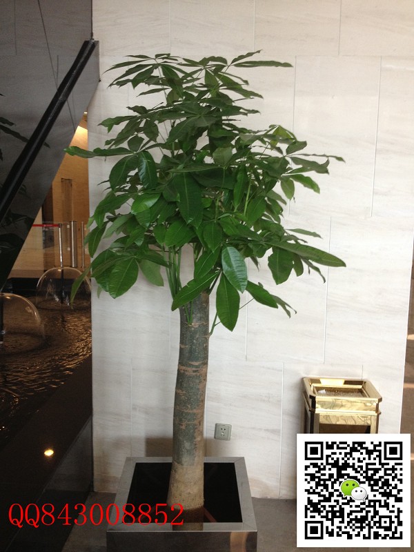 單桿發財樹