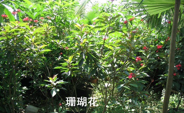 七彩鐵