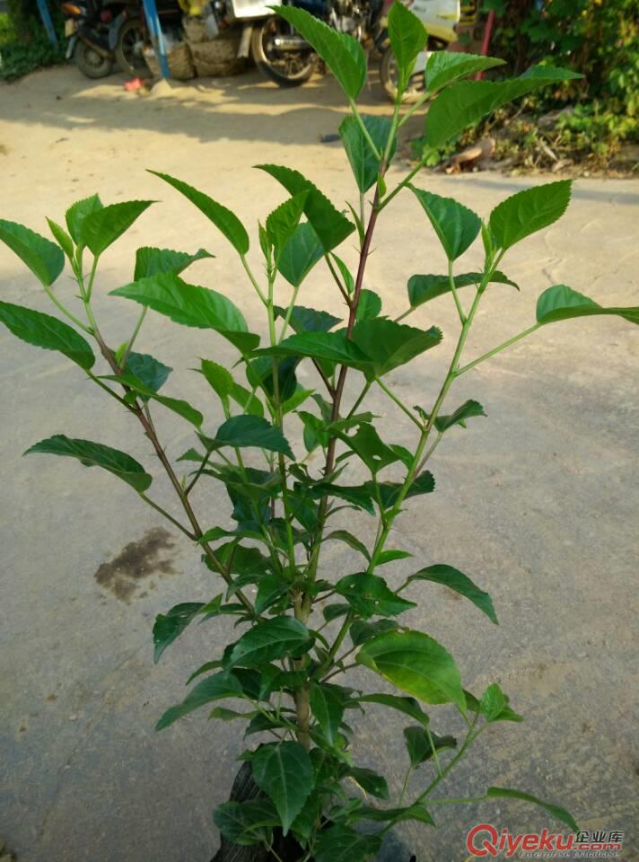 吊燈花、中山園林綠化