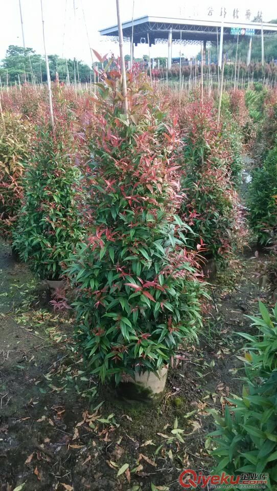 紅絨球、中山綠化植物