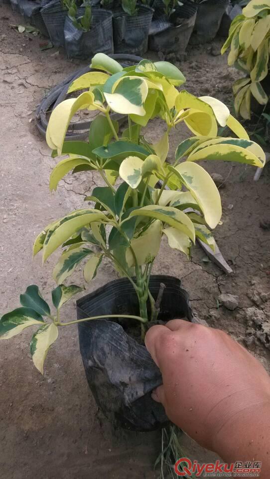 黃金葉、中山四季花木場