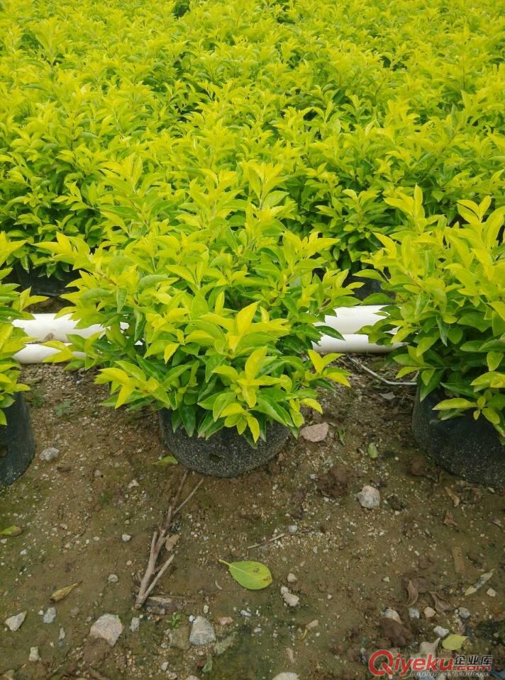 龍船花、中山四季花木場