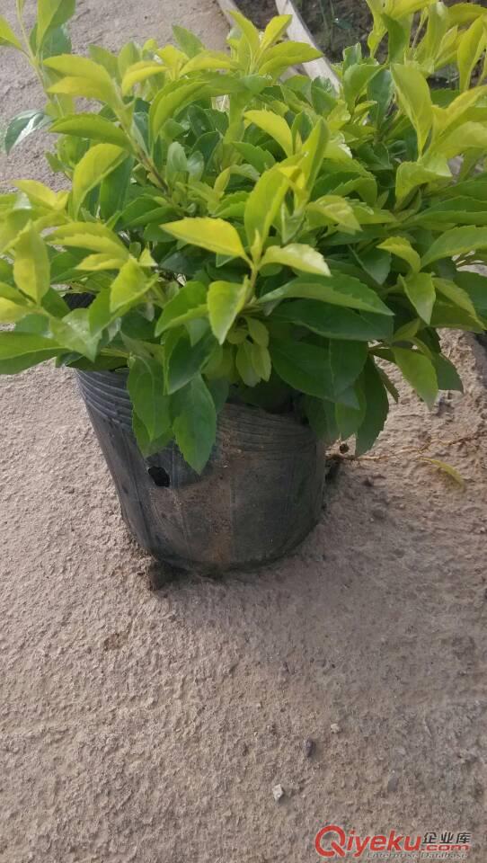 黃金葉、中山四季花木場原始圖片2