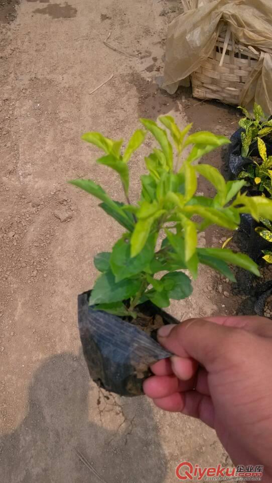 黃金葉、中山四季花木場原始圖片3