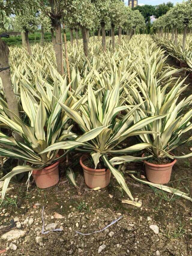 黃紋萬年麻