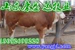 哪有肉牛犊养殖场多少钱一头