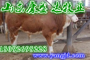哪有養(yǎng)殖黃牛的養(yǎng)殖場(chǎng)