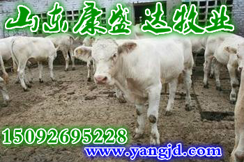 哪有養(yǎng)殖黃牛的養(yǎng)殖場(chǎng)