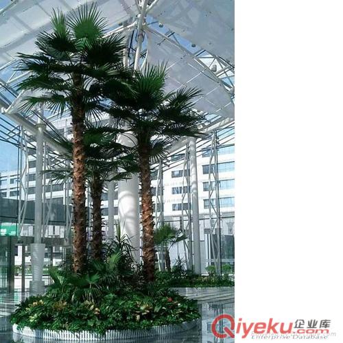 室外仿真棕櫚樹 圣緣景觀  gf真棕櫚樹 人造棕櫚樹仿真植物仿真樹