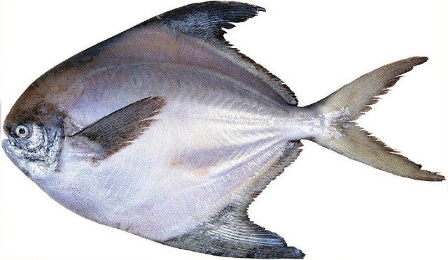 冷凍鯧魚(yú)