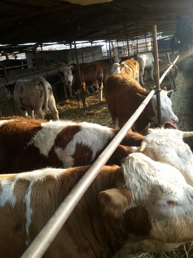 山東肉牛養殖/西門塔爾牛牛犢吉林喜山牧業