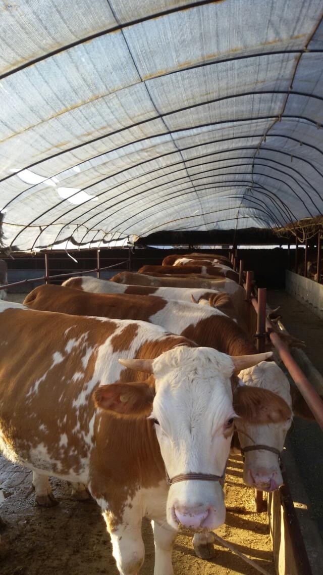 肉牛繁殖基地/东北牛市场吉林喜山牧业