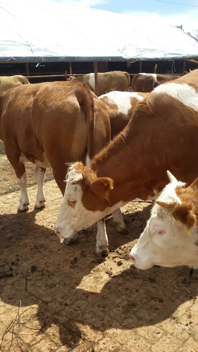 肉牛养殖基地/肉牛犊的价格吉林喜山牧业