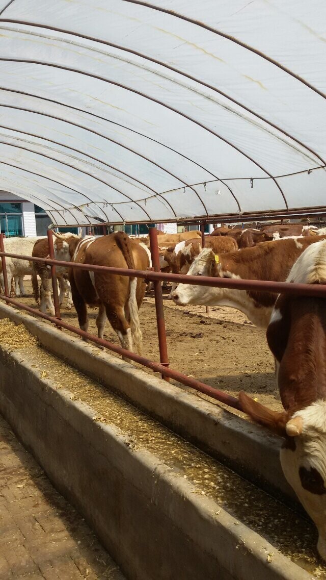 牛基地/中國肉牛網吉林喜山牧業