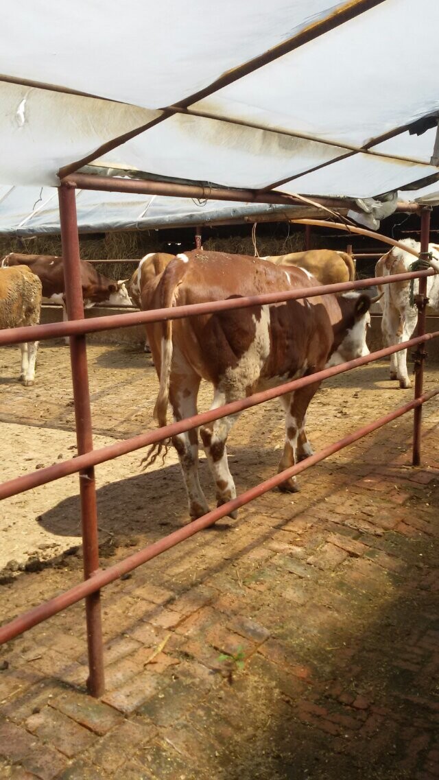 小肉牛的價格/山東肉牛價格吉林喜山牧業