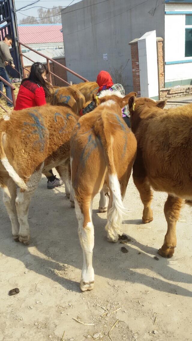 肉牛種牛/海福特牛價格吉林喜山牧業