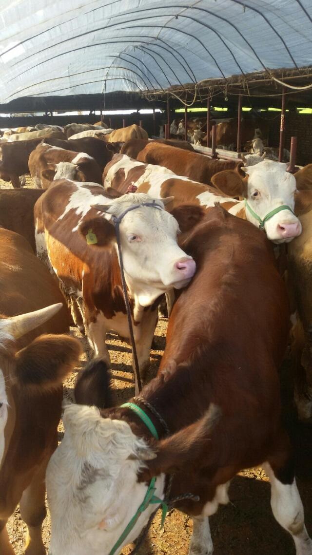 養牛養殖基地/肉牛現在的價格吉林喜山牧業